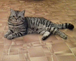 Кошки в Йошкаре-Оле: Вязка, 1 000 руб. - фото 1