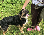 Собаки в Мещовске: Отдам собаку, Бесплатно - фото 1