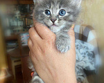 Кошки в Рязани: Котята Курильского бобтейла, 7 000 руб. - фото 3