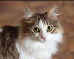 Кошки в Новоалтайске: Кошка Амурка, стерилизована, лоток 5+, Бесплатно - фото 1