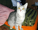 Кошки в Новокубанске: Котята метисы, Бесплатно - фото 6