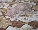 Кошки в Ливны: Котенок американский керл, 5 000 руб. - фото 8