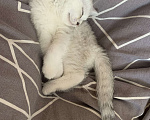 Кошки в Новосибирске: Серебристая шиншилла  Мальчик, 4 000 руб. - фото 2