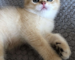 Кошки в Новочеркасске: Шотландские клубные котята с родословной Мальчик, 15 000 руб. - фото 1