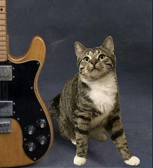 Котенок подросток Потап , стерилизован