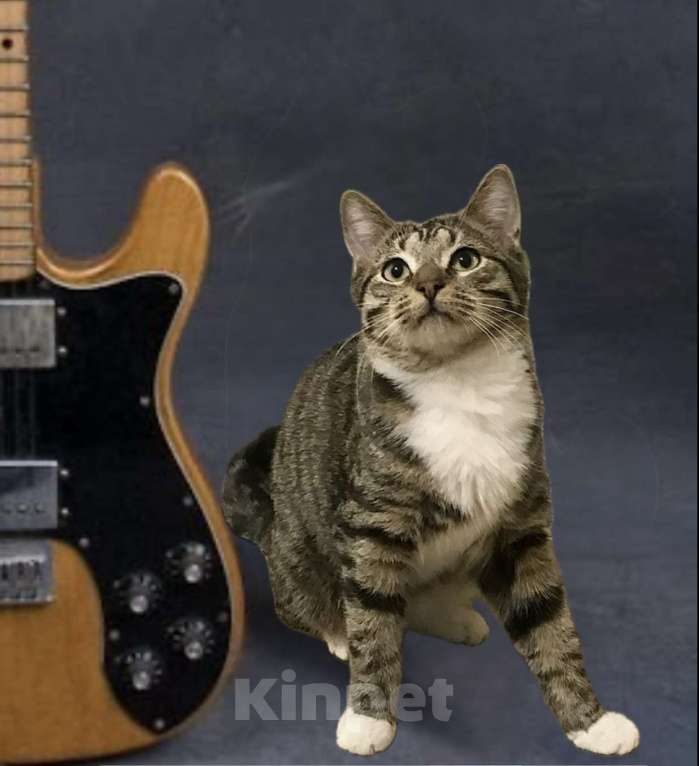 Кошки в Санкт-Петербурге: Котенок подросток Потап , стерилизован Мальчик, Бесплатно - фото 1