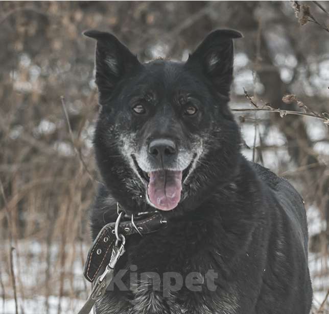 Собаки в Москве: Антрацит Мальчик, Бесплатно - фото 1
