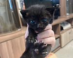 Кошки в других городах Свердловской области: Котенок Мальчик, Бесплатно - фото 1