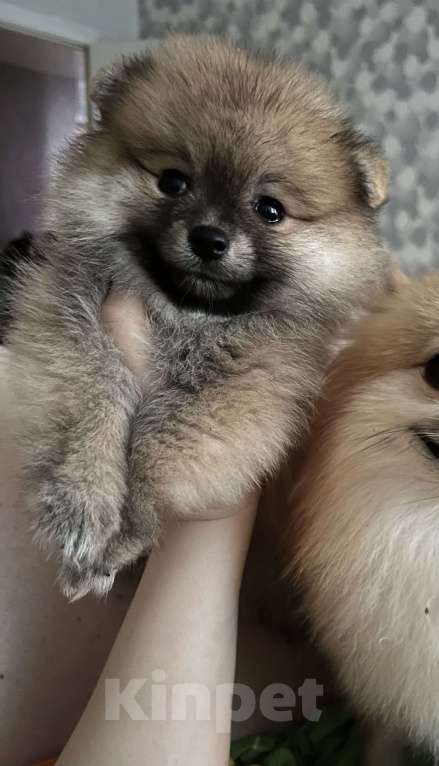 Собаки в Кирове: Померанский шпиц Девочка, 25 000 руб. - фото 5