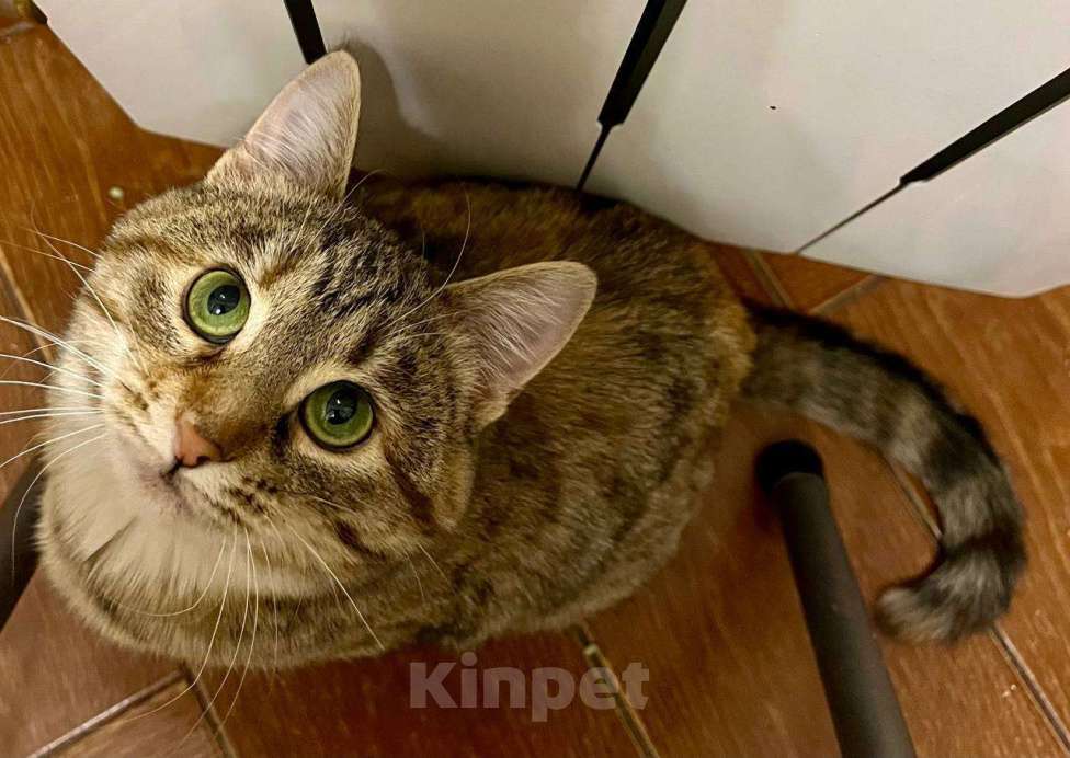 Кошки в Москве: котенок Петрушка ищет дом Девочка, Бесплатно - фото 5