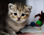 Кошки в Москве: Кошечка Тося ищет маму Девочка, Бесплатно - фото 1