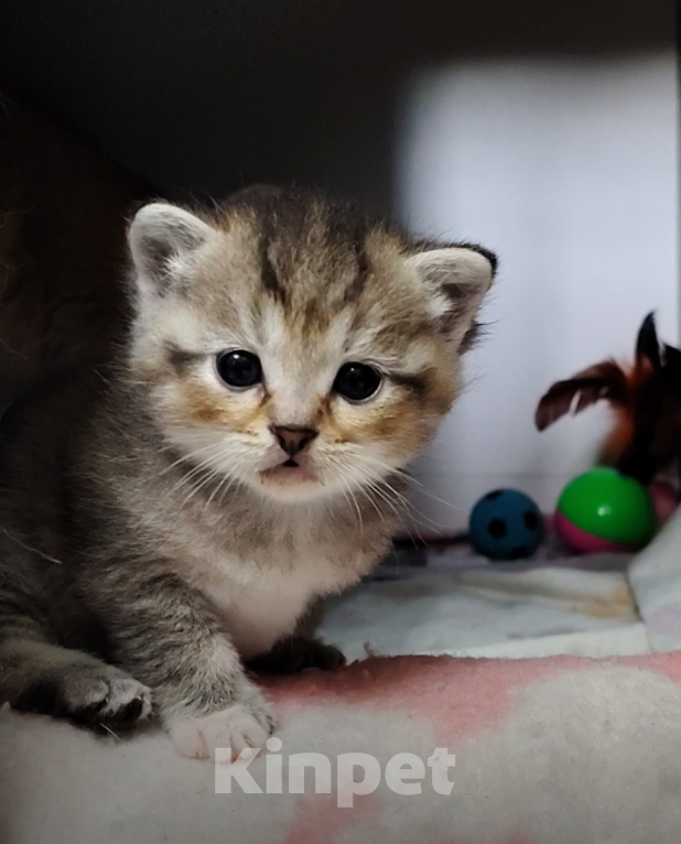 Кошки в Москве: Кошечка Тося ищет маму Девочка, Бесплатно - фото 1