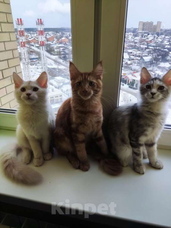 Кошки в Щелково: Ржавый Мальчик, 25 000 руб. - фото 2