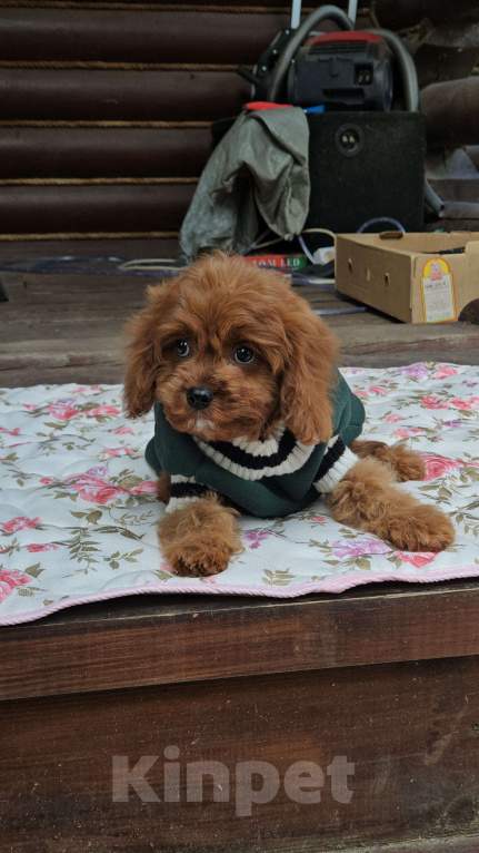 Собаки в Москве: Мальчик кавапу в окрасе ред браун Мальчик, 90 000 руб. - фото 2
