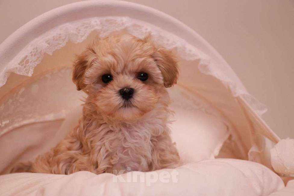 Собаки в Москве: Милый мальтипу мальчик  Мальчик, 120 000 руб. - фото 1