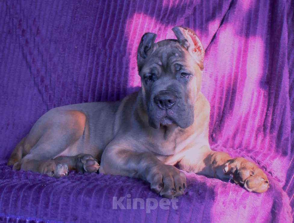 Собаки в Москве: Девочка форментино Девочка, 70 000 руб. - фото 7