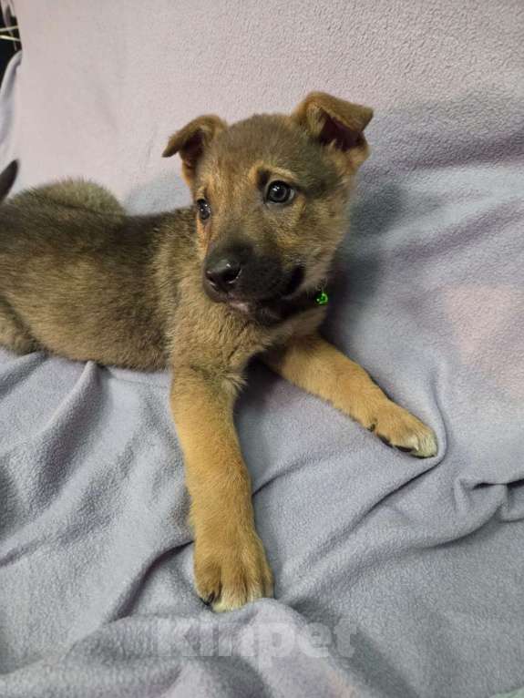Собаки в Москве: Щенок размером с кошку Мальчик, Бесплатно - фото 2