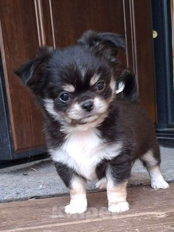 Собаки в других городах Калужской области: Мальчик триколор Мальчик, 50 000 руб. - фото 4