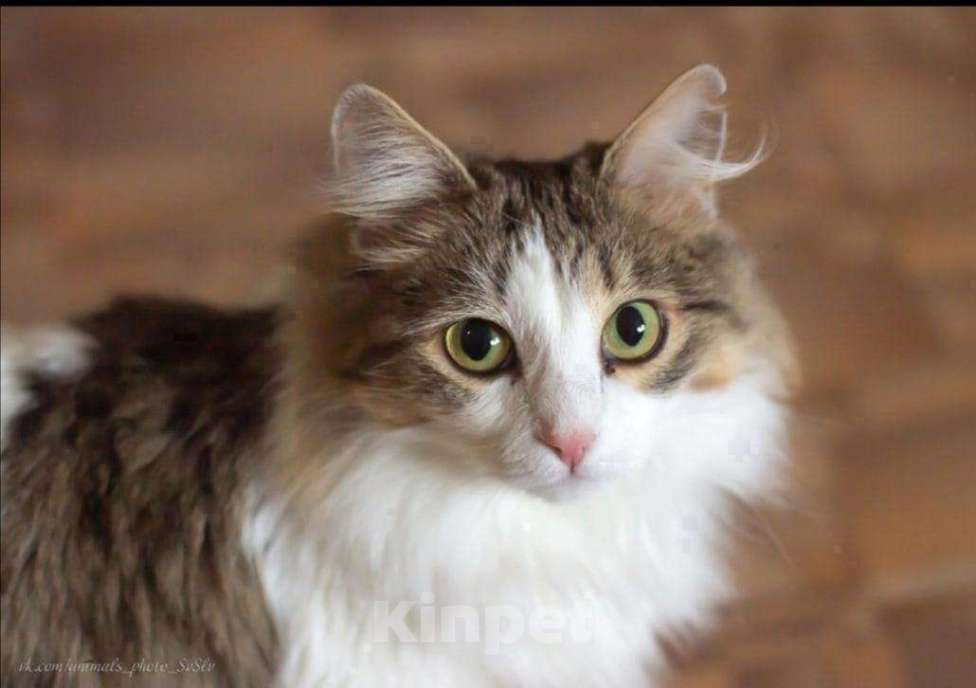 Кошки в Новоалтайске: Кошка Амурка, стерилизована, лоток 5+, Бесплатно - фото 1