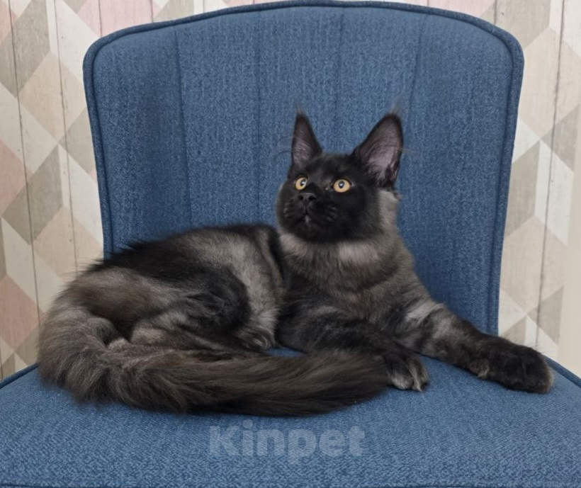 Кошки в Краснодаре: Котенок Мейн-кун Девочка, 50 000 руб. - фото 1