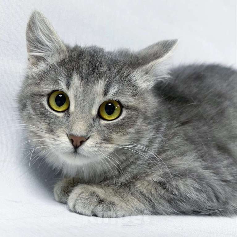 Кошки в Москве: Котенок Лея ищет дом Девочка, Бесплатно - фото 1