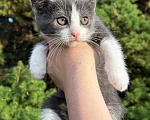Кошки в Сосновом Бору: Котенок Кексик Мальчик, Бесплатно - фото 2