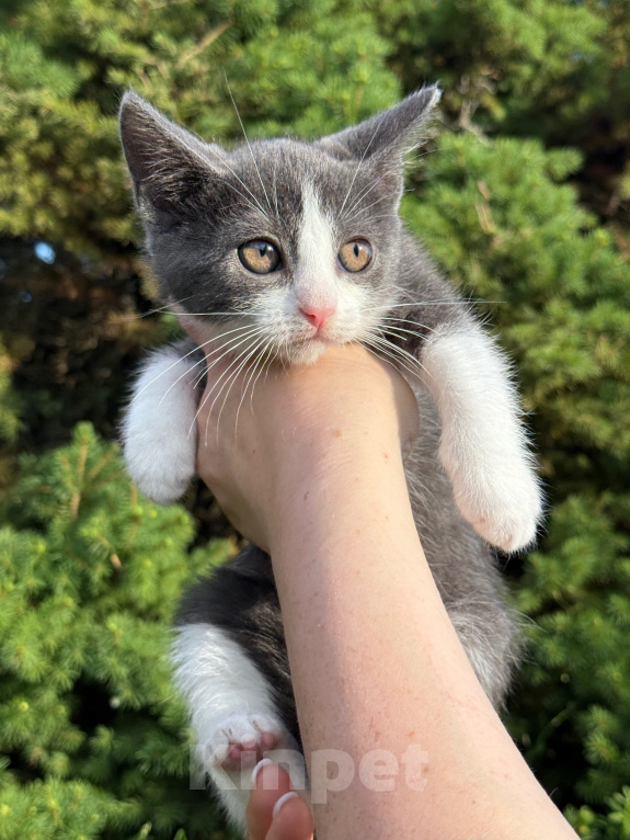 Кошки в Сосновом Бору: Котенок Кексик Мальчик, Бесплатно - фото 2
