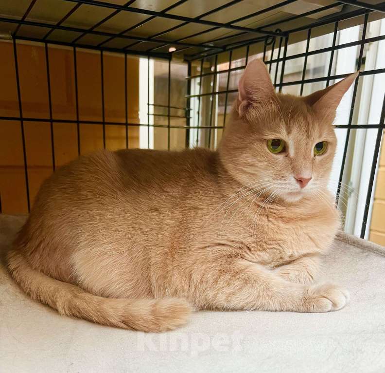 Кошки в Москве: Кошка Злата – удивительно умная золотая девочка в добрые руки Девочка, Бесплатно - фото 4