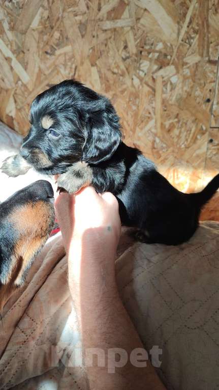 Собаки в других городах Рязанской области: Щенки дорки Мальчик, 3 000 руб. - фото 1