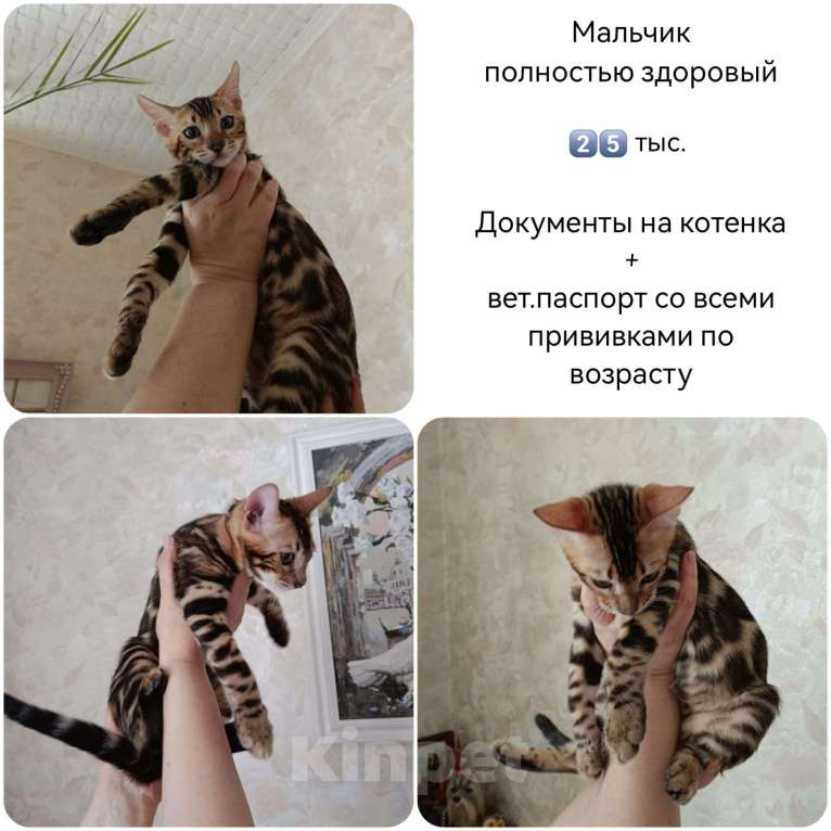 Кошки в Москве: Бенгальский котенок мальчик Мальчик, 25 000 руб. - фото 1