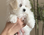Собаки в Новосибирске: Мальтезе Девочка, Бесплатно - фото 2