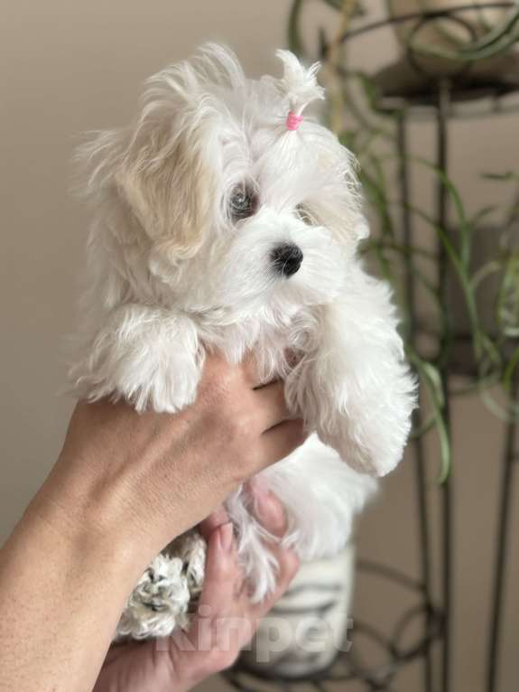 Собаки в Новосибирске: Мальтезе Девочка, Бесплатно - фото 2