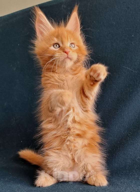 Кошки в Санкт-Петербурге: котенок мейн кун Мальчик, Бесплатно - фото 3