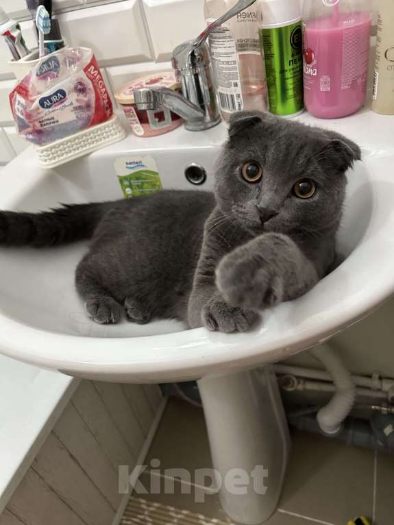 Кошки в Красноярске: Пропал кот  Мальчик, Бесплатно - фото 2