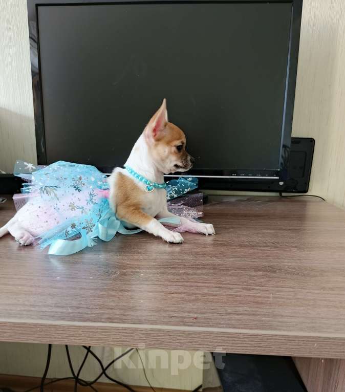 Собаки в Челябинске: ДевЧишка Чихуахуа Девочка, 35 000 руб. - фото 2