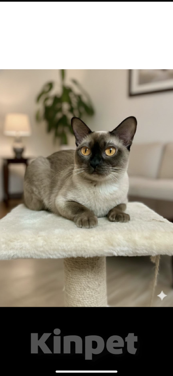 Кошки в Перми: Бурманский котенок  Мальчик, 45 000 руб. - фото 1