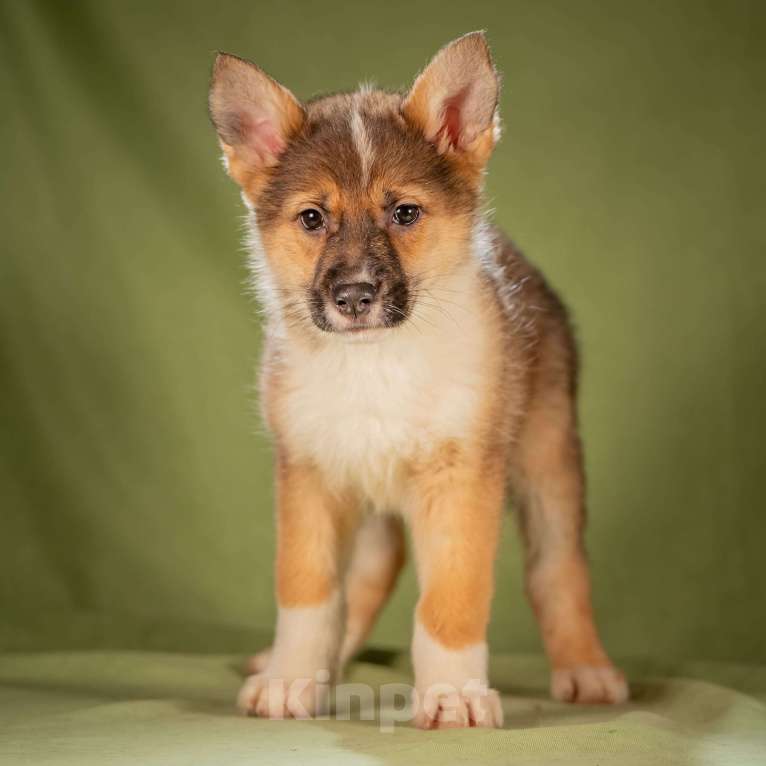 Собаки в Клине: Кешью - трепетная малышка Девочка, Бесплатно - фото 8