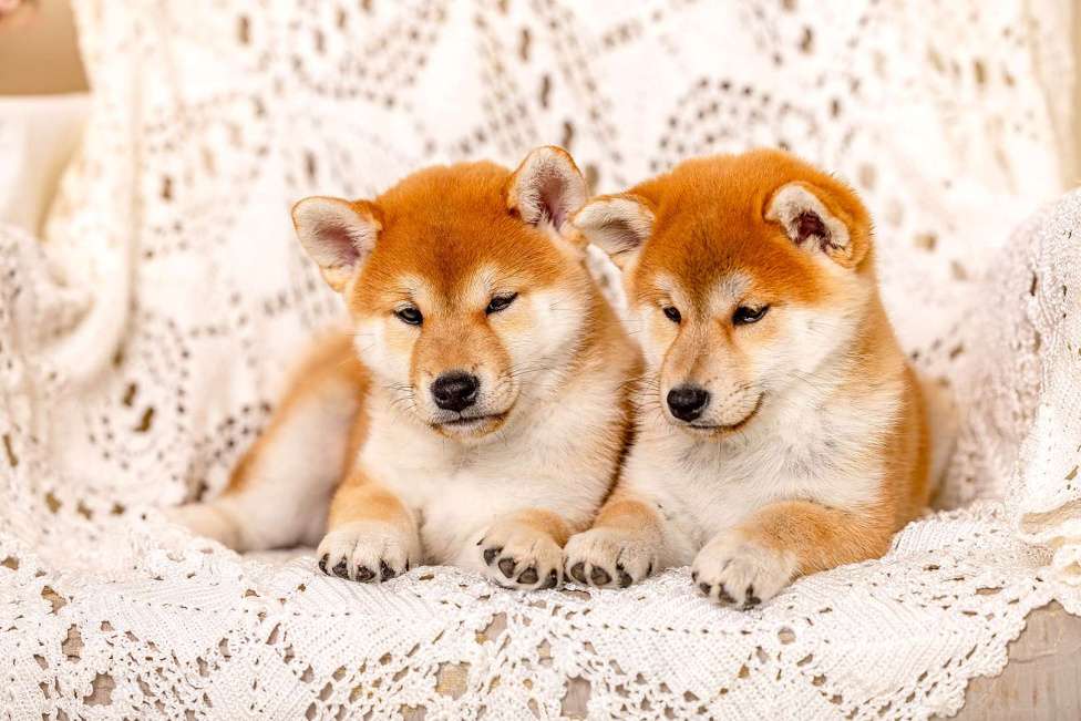 Собаки в Владимире: Девочка 2 мес сиба ину Девочка, Бесплатно - фото 4