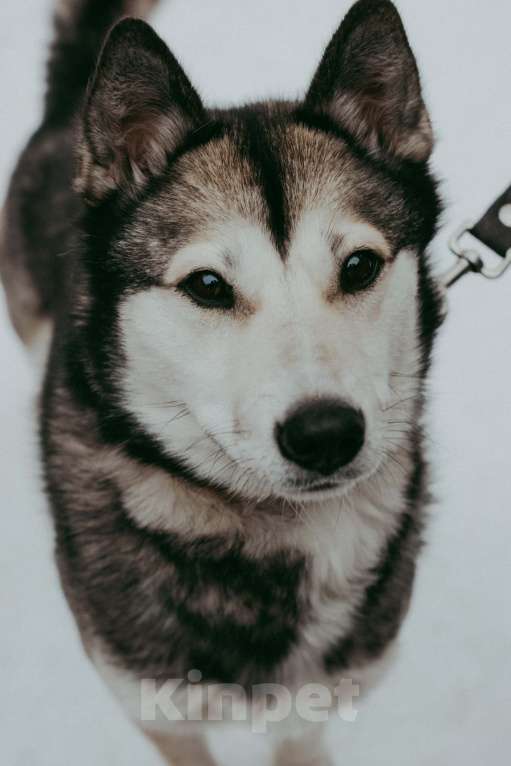 Собаки в Москве: Метис аляскинского кли-кая Ася в добрые руки Девочка, Бесплатно - фото 3