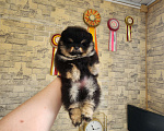 Собаки в Москве: Девочка померанского шпица РКФ Девочка, Бесплатно - фото 1