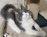 Кошки в Перми: Котенок Мейн Кун Девочка, 40 000 руб. - фото 3