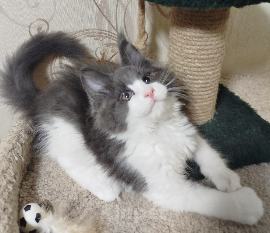 Кошки в Перми: Котенок Мейн Кун Девочка, 40 000 руб. - фото 3