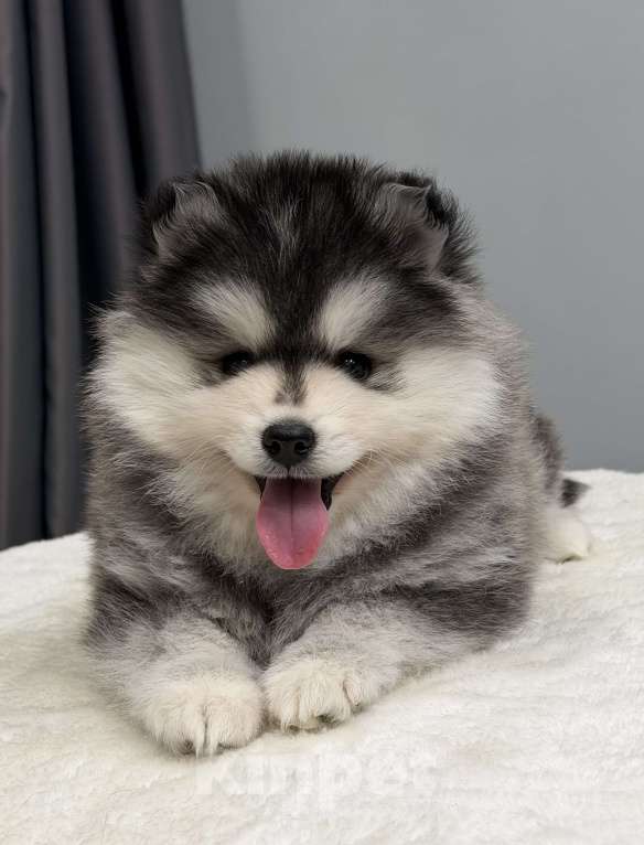 Собаки в Санкт-Петербурге: Мальчик помски Мальчик, 70 000 руб. - фото 1