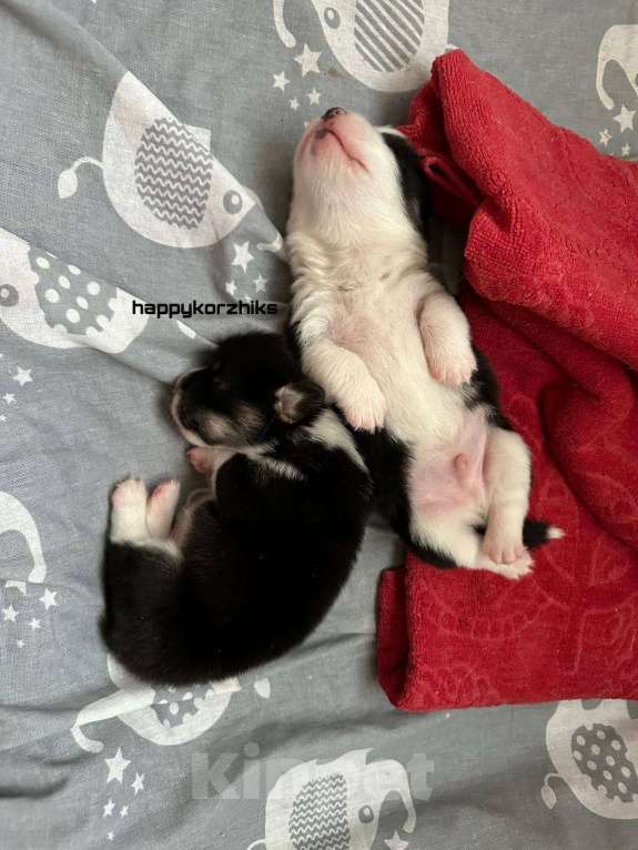 Собаки в других городах Московской области: Щенки Вельш-корги пемброк Мальчик, 85 000 руб. - фото 8