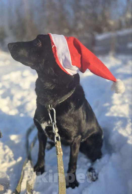 Собаки в Королеве: Ищем дом и любящую семью для прекрасной Оливки! Девочка, Бесплатно - фото 10