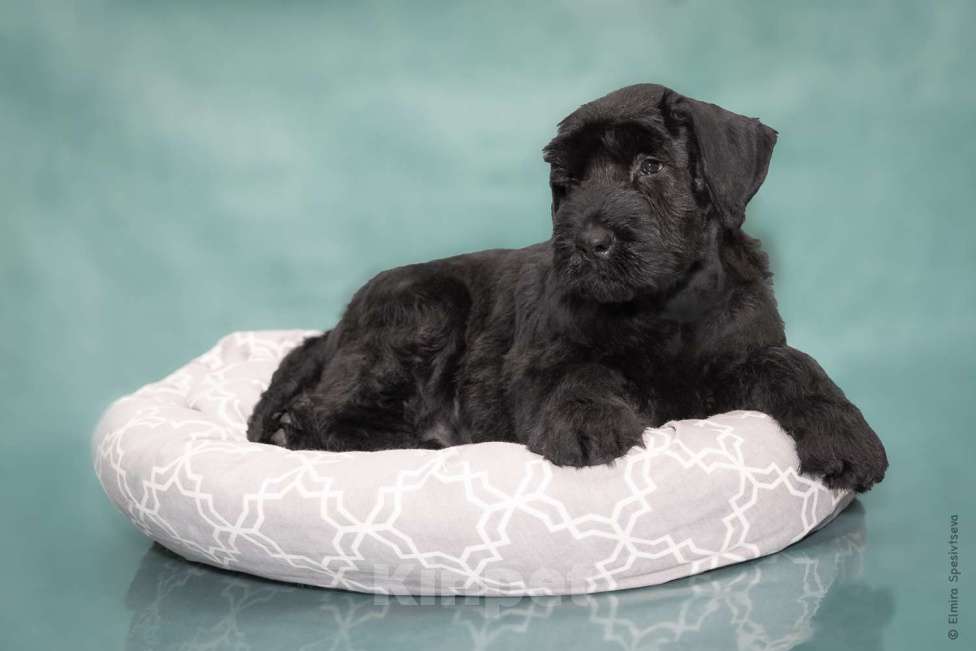 Собаки в Москве: Великолепные щенки Ризеншнауцер Мальчик, 80 000 руб. - фото 6