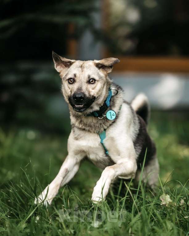 Собаки в Москве: Вини продолжает ждать.. Мальчик, Бесплатно - фото 8