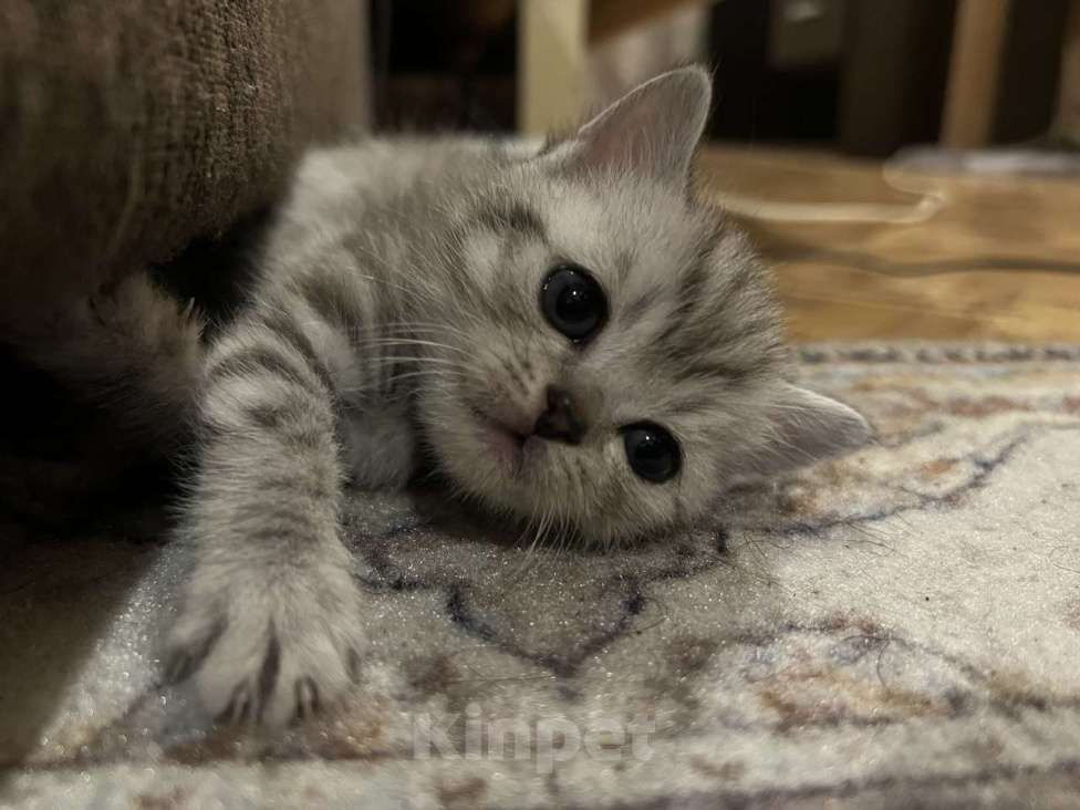 Кошки в Саратове: Шотландская прямоухая кошечка Девочка, 8 000 руб. - фото 2