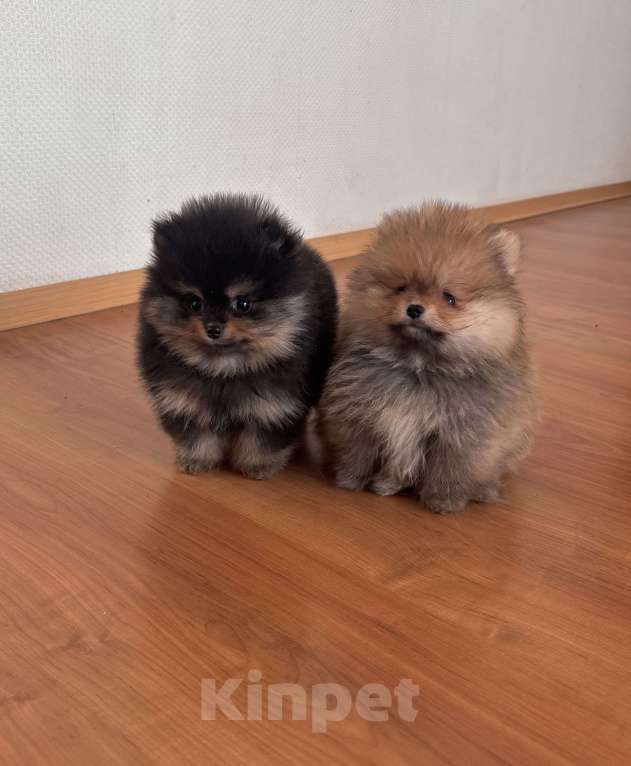 Собаки в Санкт-Петербурге: Мини мальчики померанского шпица , Бинго и Чарли Мальчик, 60 000 руб. - фото 2