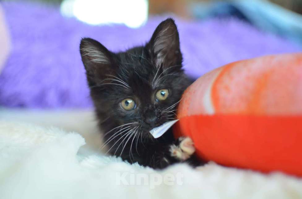 Кошки в Москве: Крохотный Бася ищет семью Мальчик, Бесплатно - фото 6